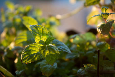 green leaves in sunlightの写真素材