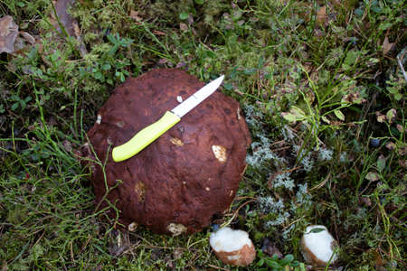 big mushroom with knife above itの写真素材