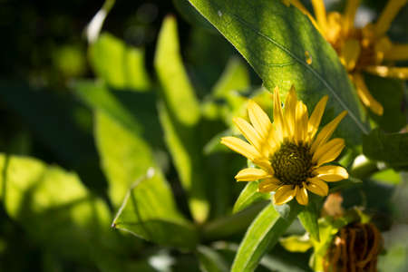 yellow flower in the gardenの写真素材