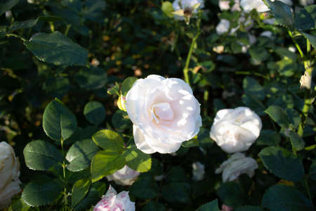 white rose flower on green backgroundの写真素材