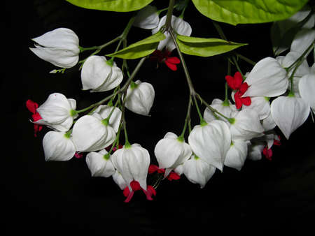 white and red flowers on black backgroundの写真素材