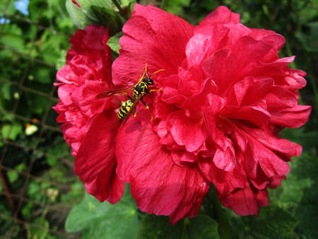 red hibiscus flowerの写真素材