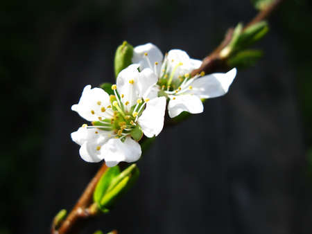 spring blossomの写真素材