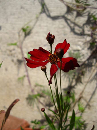 red flower on the gray backgroundの写真素材