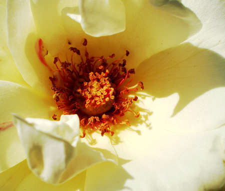 yellow flower in the gardenの写真素材