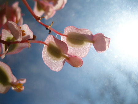 spring blossom