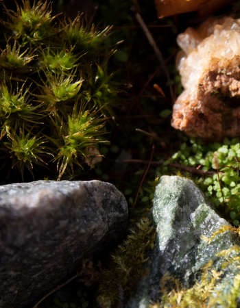 moss in the stonesの写真素材