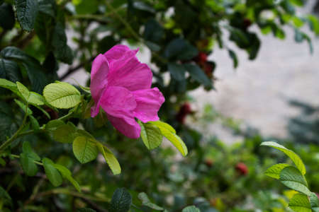 purple flowers in the gardenの写真素材