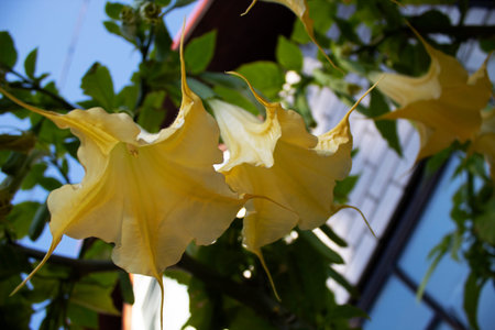 Datura yellow flowers