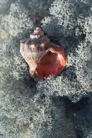 coral reef with sea shell