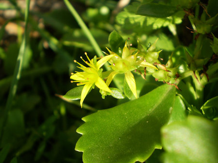 yellow flower with dew