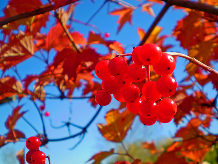 red berries on a branch
