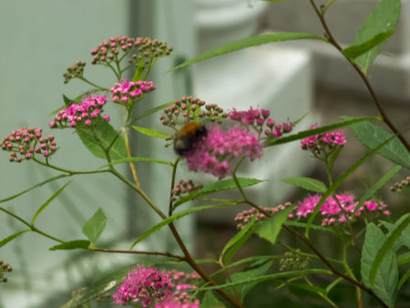 bumblebee on a flower