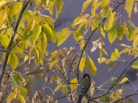The bird sits on a branch in autumn against the background of leaves. View from aboveの写真素材