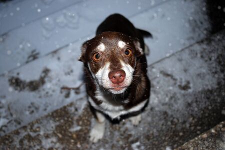 Homeless mongrel standing on doorsteps and looking sad on camera.の写真素材