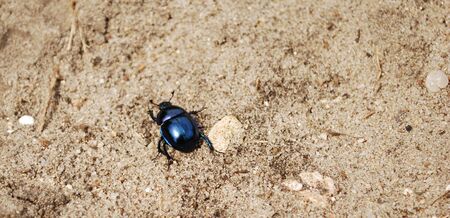 Spring beetle in black and blue color walk on the sand.の写真素材
