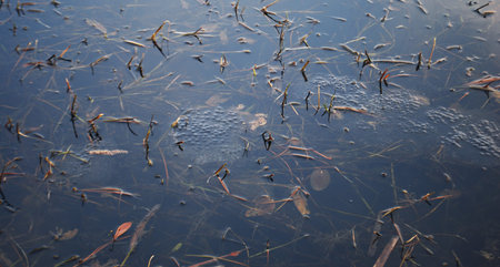 squawk of frog in swamp water. frog's eggs in lake.
