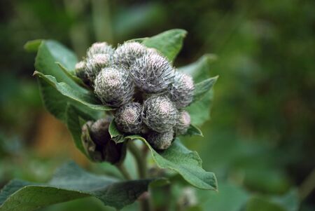 clouse up of burdock green petals in natural enviroment growing next to the river.の写真素材