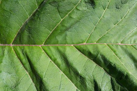 One big burdock leaf in close up in full frame.