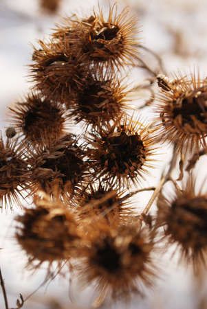 Prickly burdock seed baskets in close up in winter time natrural wild environmental.の写真素材
