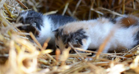 Two tiny two or three weeks old kittens with tricolor fur with spotted patches. They are lie on straw in old barn.の写真素材