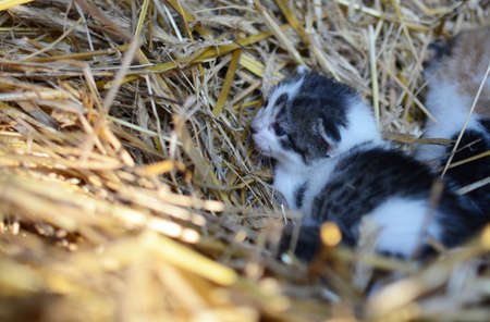 Two tiny two or three weeks old kittens with tricolor fur with spotted patches. They are lie on straw in old barn.の写真素材