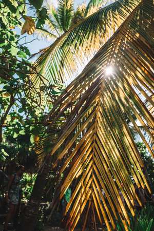 Palm Tree