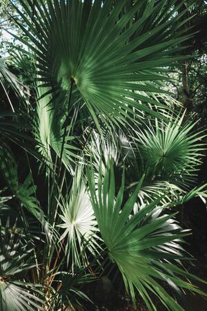 Palm Leavesのeditorial素材