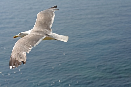 Flying albatrossの写真素材