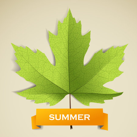 Maple leave with summer bannerのイラスト素材