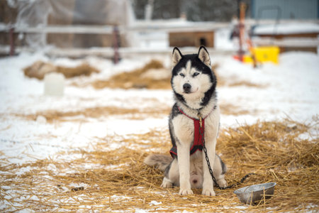 Siberian Husky dogs portrait in winterの写真素材