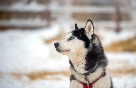 Siberian Husky dogs portrait in winter