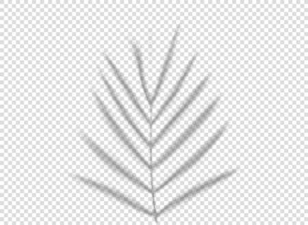 Palm leaf shadow isolated on transparent background. vector template for designのイラスト素材