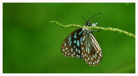 Macro shot of brown spotted butterfly on green backgroundの写真素材