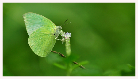 Green butterfly isolated on green backgroundの写真素材