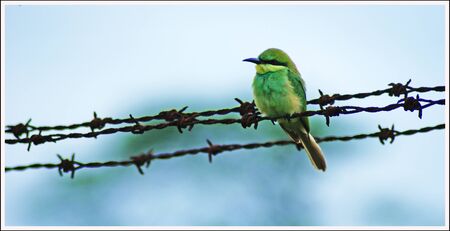 Small bird sitting on wire fenceの写真素材