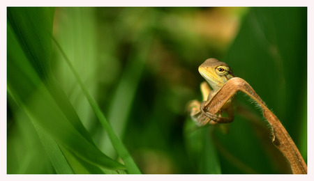 Chameleon hanging from leafの写真素材