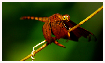 Macro shot of dragonfly looking for foodの写真素材