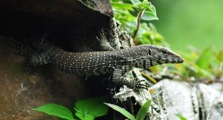 Monitor lizard in a forest in South India, Keralaの写真素材