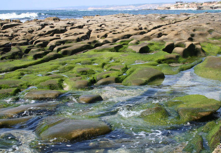 tide pool