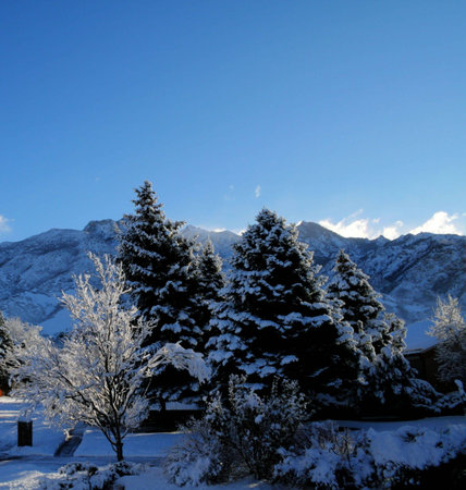 hdr image of snowy pine trees with mountains