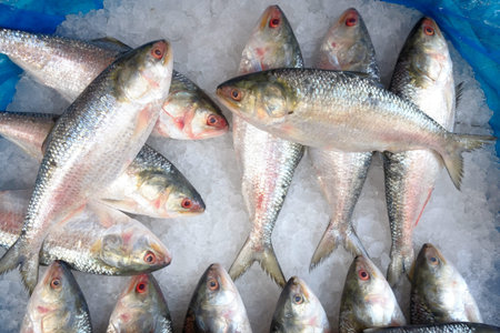 top view of sea fish display for sale