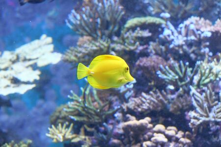 Close up of under water yellow color sea fishの写真素材