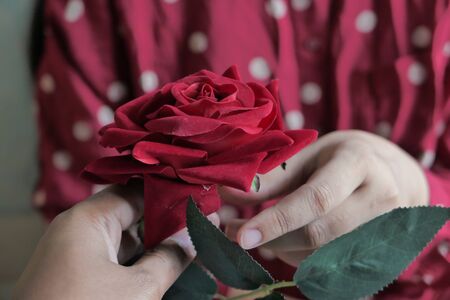 Women hand holding red rose, closeup, valentine day concept.の写真素材