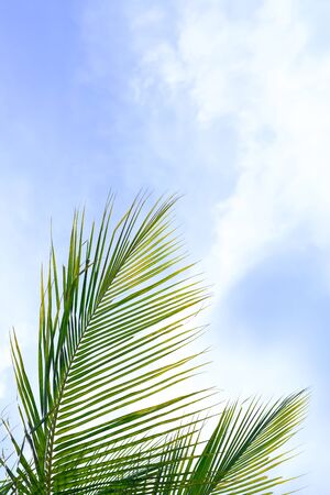 green leaves freshness at spring season against blue sky.の写真素材