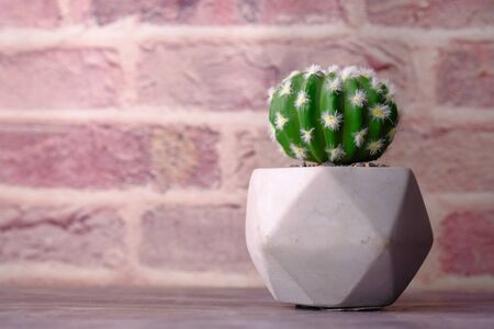 close up of cattus tree on table against a wallの写真素材