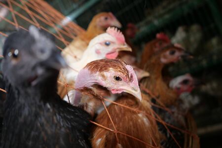 live chicken display for sale at local marketの写真素材