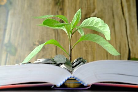 young plant growing through coins, investment planの写真素材