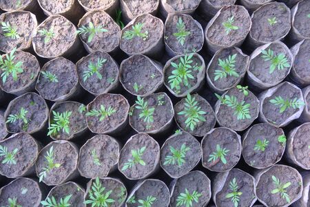top view of many young plant trees in natureの写真素材