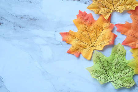 autumn maple leaves isolated on white background, top downの写真素材